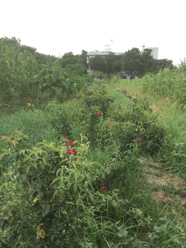 our new channels are thriving against a backdrop of sorghum wheat 600